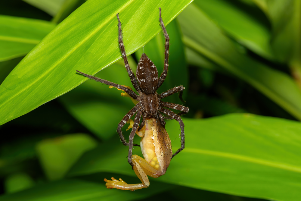 a fishing spider has caught a frog a fishing spider has caught a frog